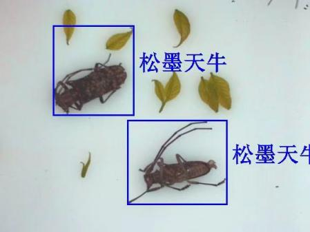 物聯網天牛智能監(jiān)測系統圖片2 物聯網天牛智能監(jiān)測系統圖片2